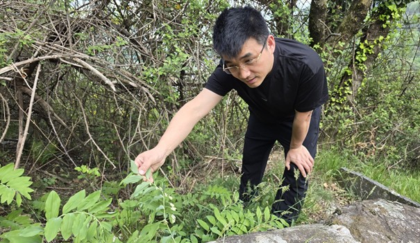 Exploring local medicinal plants: A participant examines fresh herbs in nature, highlighting the connection between traditional knowledge and local natural resources.